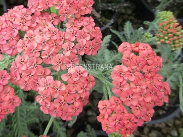 Тысячелистник Тутти Фрутти Эприкот Делайт (Achillea 'Tutti Frutti Apricot Delight')