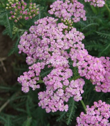 Тысячелистник обыкновенный Лилэк Бьюти (Achillea millefolium 'Lilac Beauty')