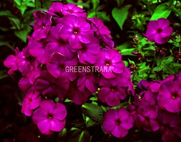 Флокс метельчатый Аида (Phlox paniculata 'Aida')