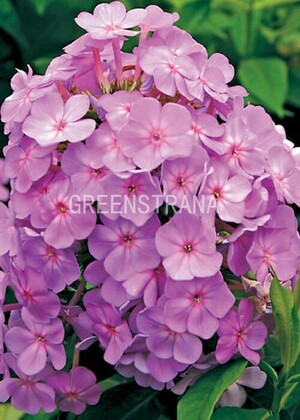 Флокс метельчатый Дэвидс Лэвенде (Phlox paniculata 'David's Lavender')