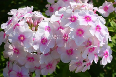 Флокс метельчатый Европа (Phlox paniculata 'Europa')