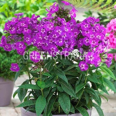 Флокс метельчатый Пёпл Кисс (Phlox paniculata 'Purple Kiss')