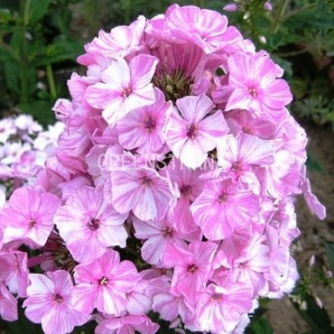 Флокс метельчатый Пикассо (Phlox paniculata 'Picasso')