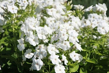 Флокс метельчатый Пина Колада (Phlox paniculata 'Pina Colada')