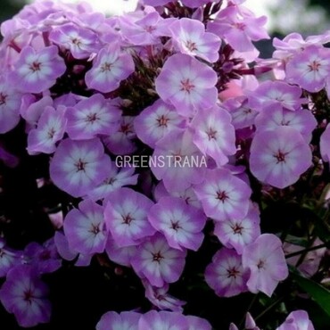Флокс метельчатый Пинк Леди (Phlox paniculata 'Pink Lady')