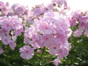 Флокс метельчатый Пинки Хилл (Phlox paniculata 'Pinky Hill')