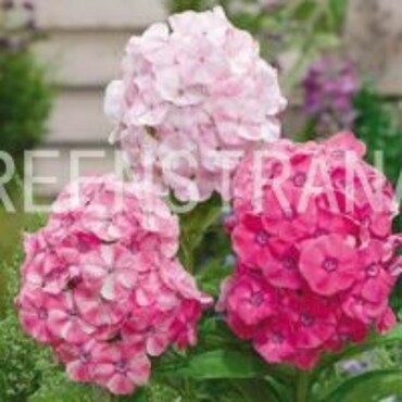 Флокс метельчатый Попурри Хилл (Phlox paniculata 'Popurri Hill')