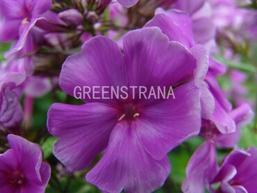 Флокс метельчатый Скай Скрепер (Phlox paniculata 'Skyscraper')