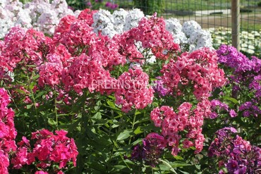 Флокс метельчатый Уральские сказы (Phlox paniculata 'Uralskie Skazy')