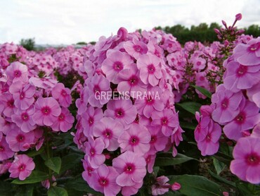 Флокс метельчатый Фондант Фэнси (Phlox paniculata 'Fondant Fancy')