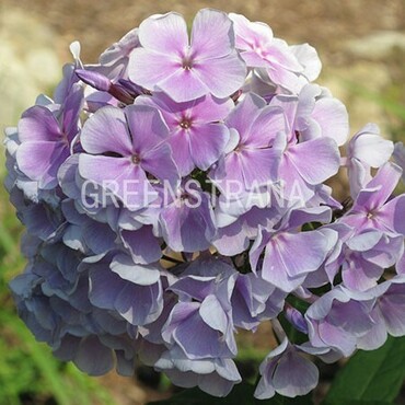 Флокс метельчатый Франц Шуберт (Phlox paniculata 'Franz Schubert')