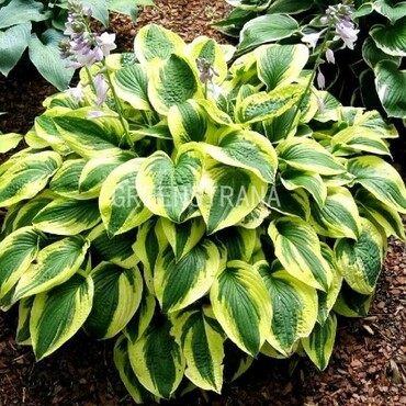 Хоста гибридная Брим Кап (Hosta 'Brim Cup')