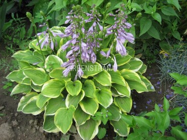 Хоста гибридная Голден Тиара (Hosta 'Golden Tiara')
