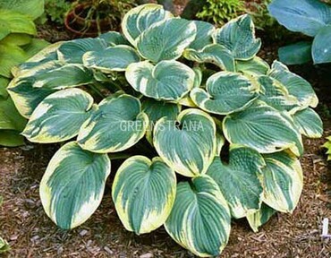 Хоста гибридная Роберт Фрост (Hosta 'Robert Frost')
