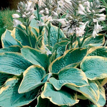Хоста Зибольда Фрэнсис Вилльямс (Hosta sieboldiana 'Frances Williams')