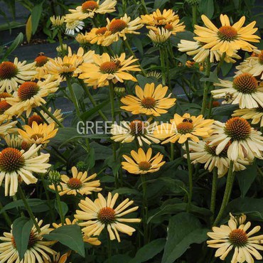 Эхинацея пурпурная Алоха (Echinacea purpurea 'Aloha')