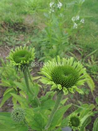 Эхинацея пурпурная Грин Джуэл (Echinacea purpurea 'Green Jewel')