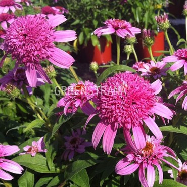 Эхинацея пурпурная Пинк Тип (Echinacea purpurea 'Pink Tip')