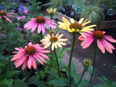 Эхинацея пурпурная Саммер Коктейл (Echinacea purpurea 'Summer Cocktail')