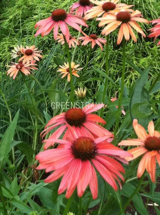 Эхинацея пурпурная Хот Саммер (Echinacea purpurea 'Hot Summer')