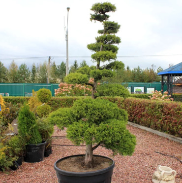 Можжевельник средний Олд Голд (Juniperus x pfitzeriana 'Old Gold')