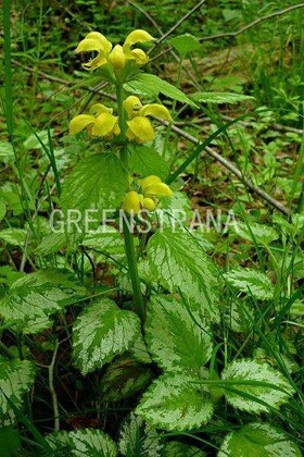 Яснотка желтая Голд Краун (Lamium galeobdolon 'Gold Crown')