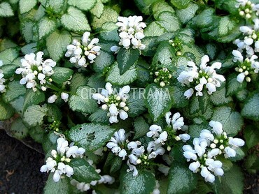 Яснотка пятнистая Вайт Нэнси (Lamium maculatum 'White Nancy')