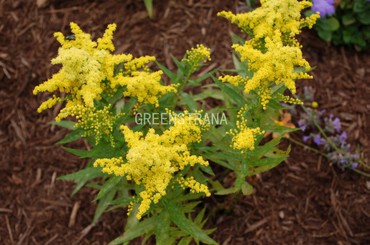 Золотарник гибридный Голден Дворф (Solidago hybrid 'Golden Dwarf')