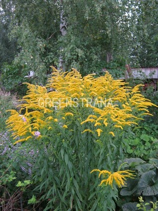 Золотарник гибридный Страхленкрон (Solidago hybrid 'Strahlenkrone')