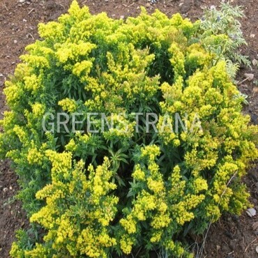 Золотарник канадский Патио (Solidago canadensis 'Patio')