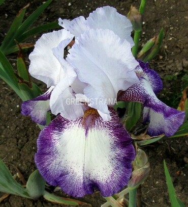 Ирис бородатый Бандера Волтц (Iris barbata 'Bandera Waltz')