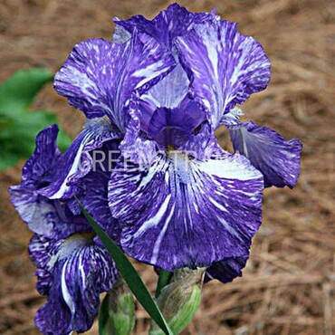 Ирис бородатый Батик (Iris barbata 'Batik')