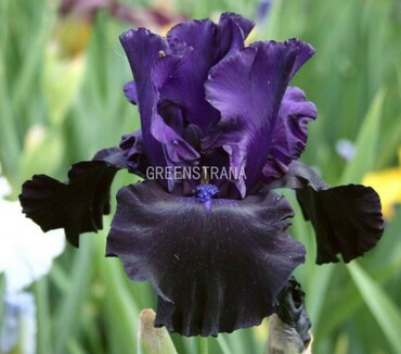 Ирис бородатый Блэк Дрэгон (Iris barbata 'Black Dragon')