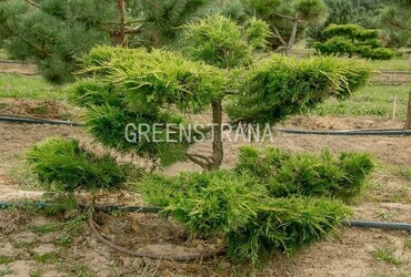 Можжевельник средний Олд Голд 'Juniperus media Old Gold'