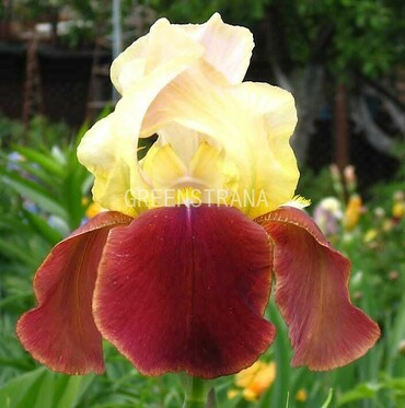 Ирис бородатый Бродвей Стар (Iris barbata 'Broadway Star')