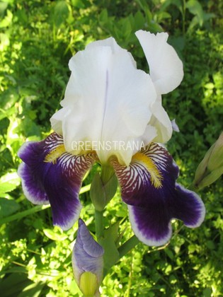 Ирис бородатый Вабаш (Iris barbata 'Wabash')