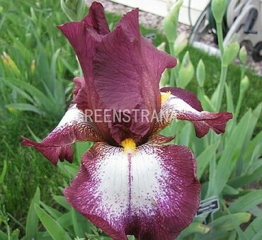 Ирис бородатый Кринолин (Iris barbata 'Crinoline')