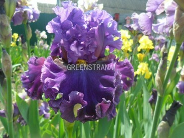 Ирис бородатый Луп де Луп (Iris barbata 'Loop the Loop')