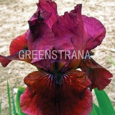 Ирис бородатый Монинг Шоу (Iris barbata 'Morning Show')