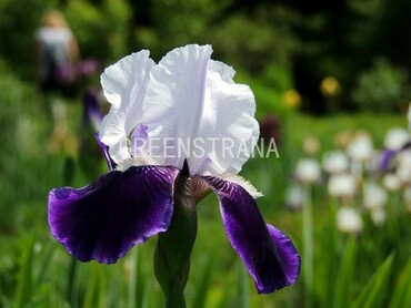 Ирис бородатый Найт Эдишн (Iris barbata 'Night Edition')