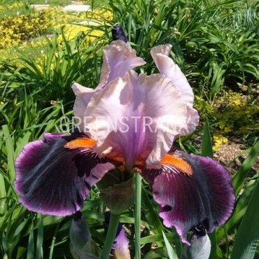 Ирис бородатый Пасс зе Вайн (Iris barbata 'Pass the Wine')
