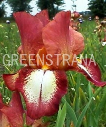 Ирис бородатый Римфайр (Iris barbata 'Rimfire')
