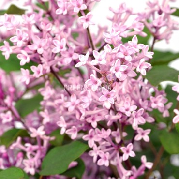 Сирень Пинк Перфюм (Syringa 'Pink Perfume')
