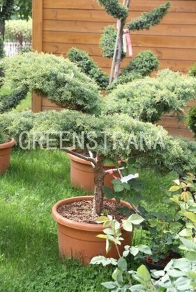 Можжевельник средний Хетци (Juniperus x pfitzeriana 'Hetzii')