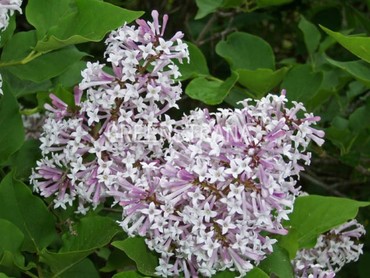 Сирень отклоненная Мисс Ким (Syringa patula 'Miss Kim')