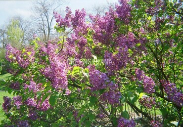 Сирень Лилэк Сандей (Syringa x chinensis 'Lilac Sunday')