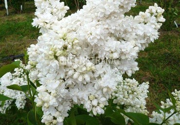 Сирень Сувенир де Алис Хардинг (Syringa vulgaris 'Souvenir d'Alice Harding')