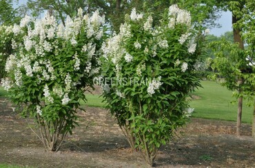 Сирень Престона Агнес Смит (Syringa x prestoniae 'Agnes Smith')