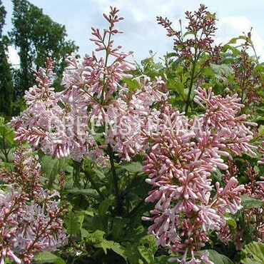 Сирень Ларкс Сонг (Syringa 'Lark's Song')