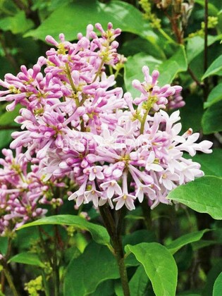 Сирень Минуэт (Syringa 'Minuet')